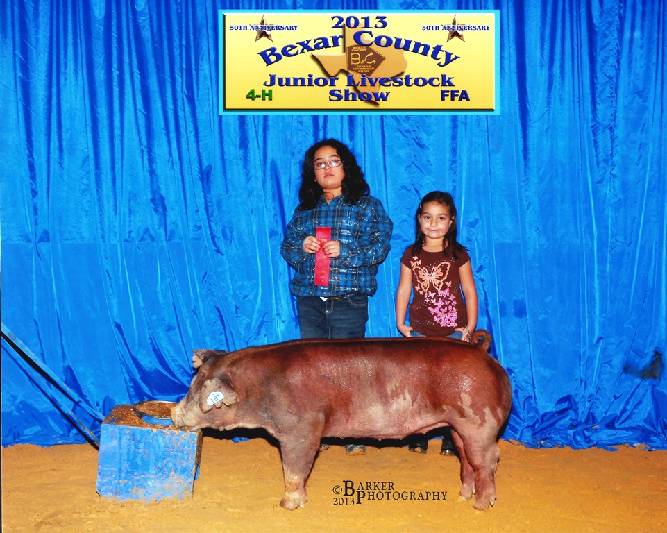 2013 Bexar County Junior Livestock Show 2nd Place Duroc